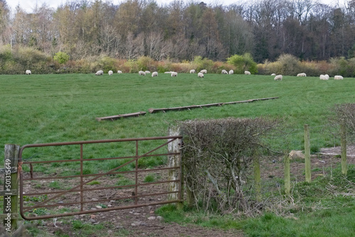 Beautiful Scottish Farmlands with farming fields and trees and hedgerows and in the foreground some drinking troughs for the farm animals and white sheep grazing. photo