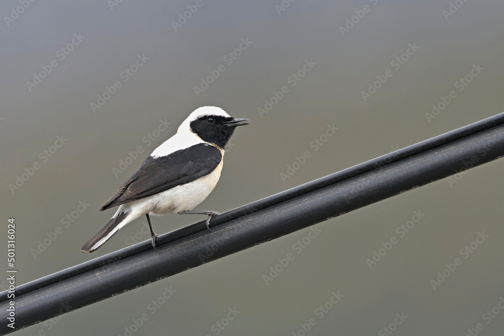 Black-eared Wheatear (Oenanthe melanoleuca), Greece Black-eared Wheatear (Oenanthe melanoleuca), Greece
