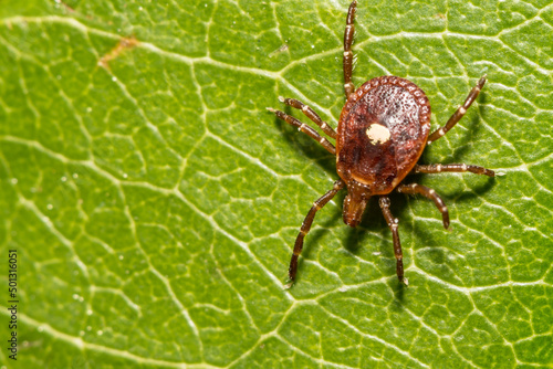 Lone Star Tick - Amblyomma americanum
