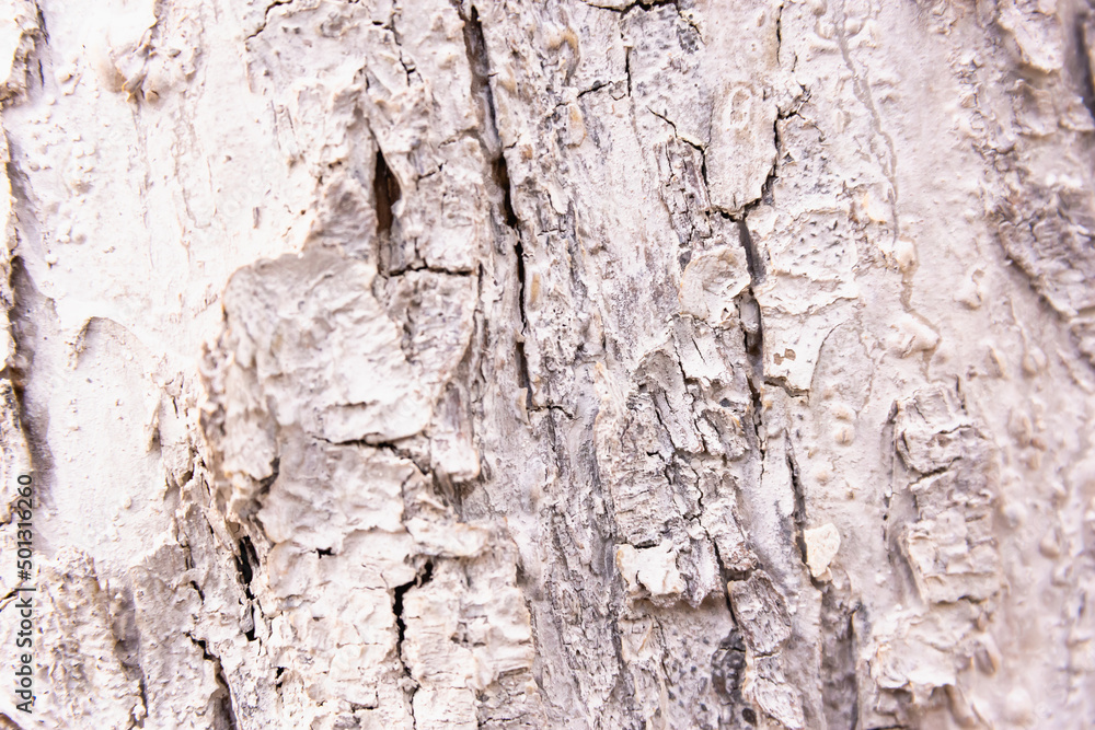 Background of wooden bark after whitewashing lime (copy space). Background of wooden bark after whitewashing lime (copy space).