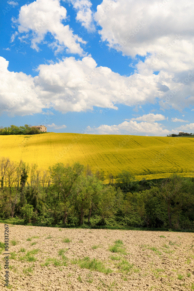Beautiful countryside landscape, yellow field Beautiful countryside landscape, yellow field
