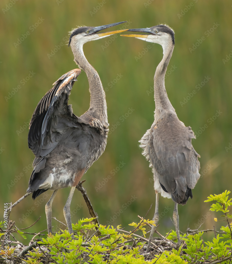 Obraz premium great blue heron babies