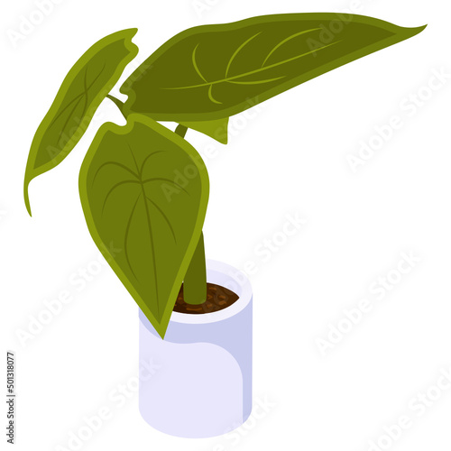 Nephthytis