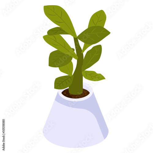 Foliage Houseplant
