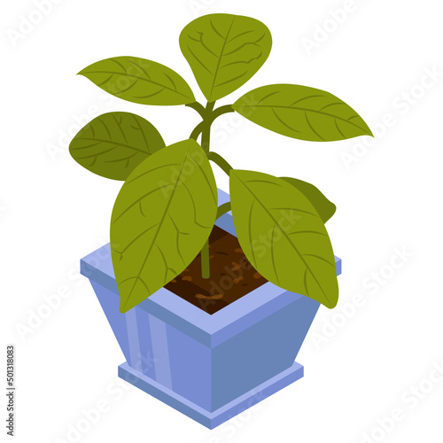 Leaf Houseplant 