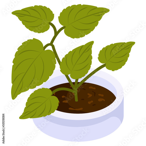 Birch Plant