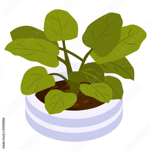 Heart Philodendron
