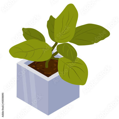 Foliage Plant