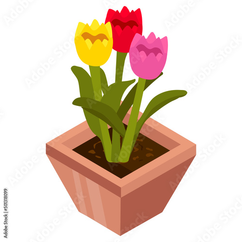Tulips 