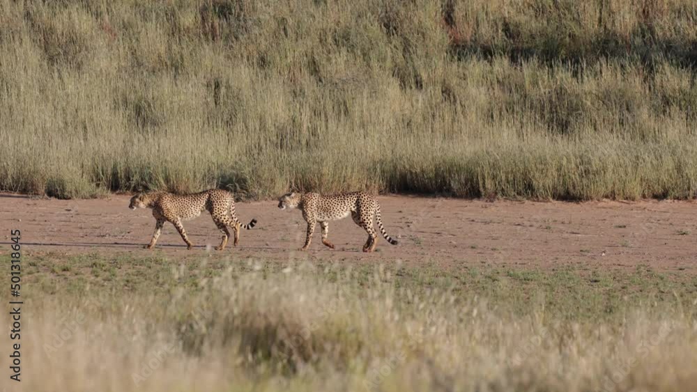 Cheetah brothers on the move Cheetah brothers on the move