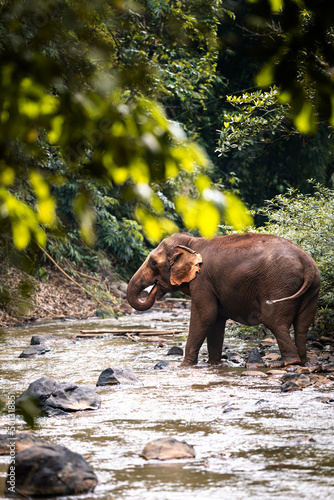 Asian elephant standing in a river in the jungle of South East Asia