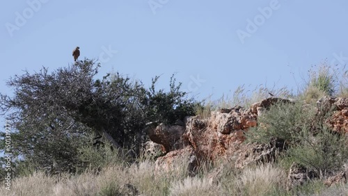 Slender mongoose chasing a pale chanting goshawk photo