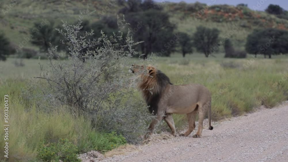 Black mane lion scentmarks a bush Black mane lion scentmarks a bush