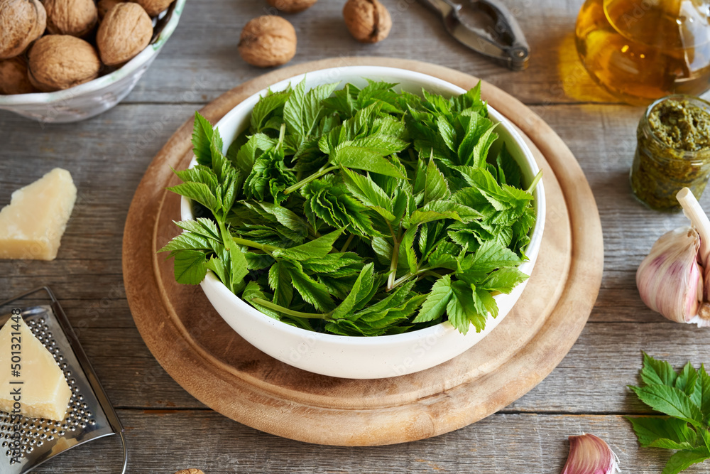Fresh goutweed or ground elder plant in a bowl on a table - preparation of pesto Fresh goutweed or ground elder plant in a bowl on a table - preparation of pesto