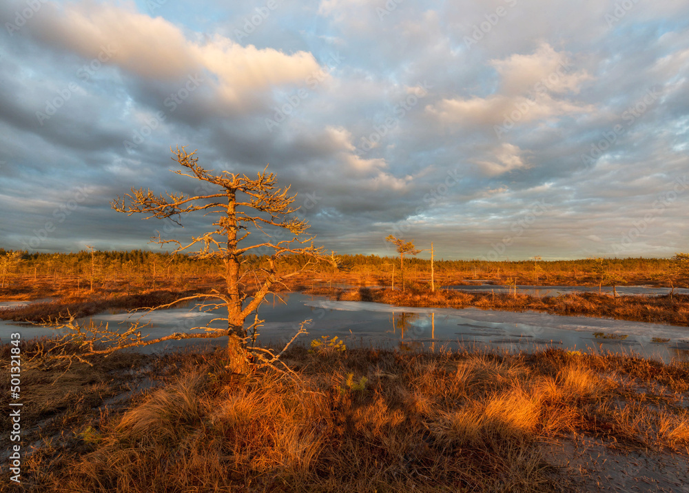 spring in the swamp. Karelian Isthmus. Russia spring in the swamp. Karelian Isthmus. Russia