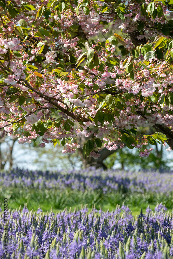 Obraz premium Ornamental blossom tree with pastel pink blooms. Blue Camassia leichtlinii flowers grow in a grassy meadow around the tree. Photographed in springtime in a garden in Wisley, near Woking in Surrey UK.