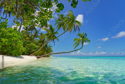 Fototapeta Naklejka Na Ścianę i Meble -   Beautiful maldives tropical island with palm trees hanging over water - Panorama