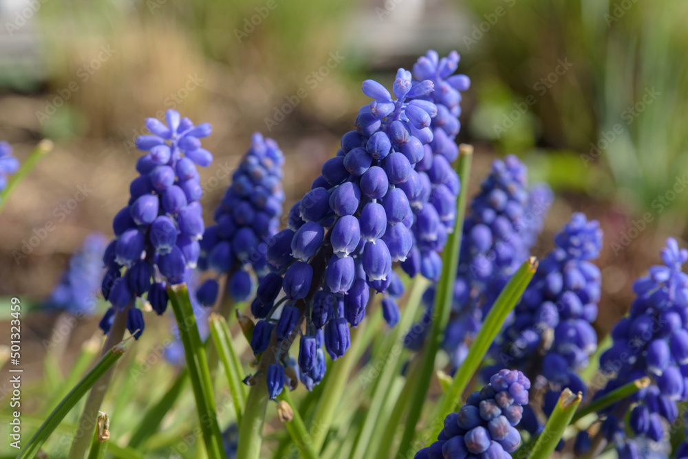 Nahaufnahme einer blauen Traubenhyazinthen Nahaufnahme einer blauen Traubenhyazinthen