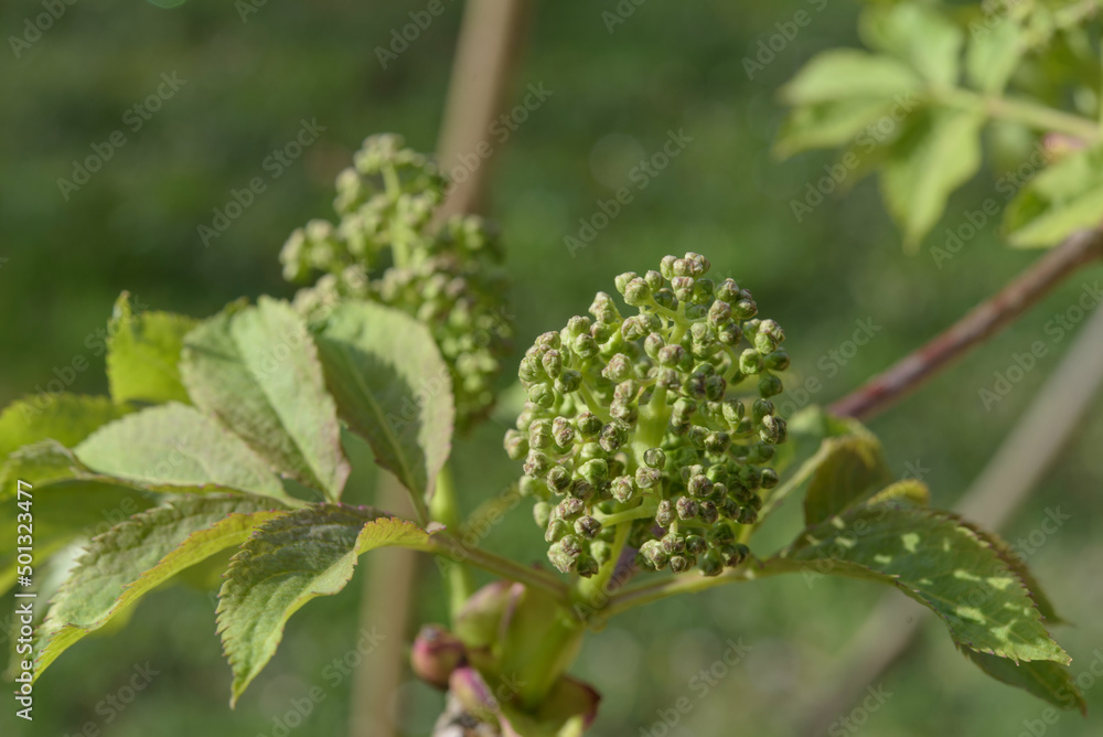 Knospe eines roten Holunders, Nahaufnahme Knospe eines roten Holunders, Nahaufnahme