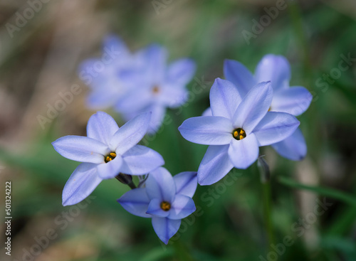 昼の日が当たる青いハナニラの花_横1