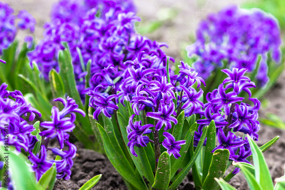 Obraz premium City Park in spring. Purple hyacinths close-up. Spring postcard