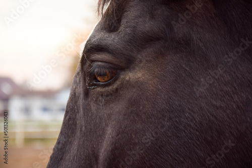 Close-up photo of horse s eye