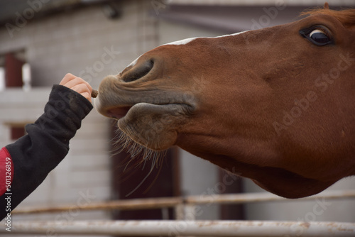 A horse getting treats from its owner