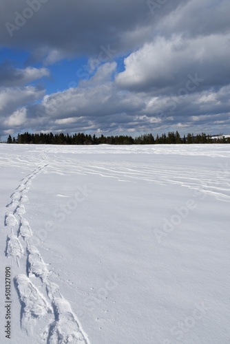 Traces of snowshoes in a field  Sainte-Apolline  Qu  bec  Canada