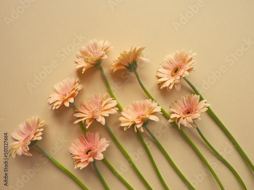 Layout of pink gerbera flower on beige background in a row. Minimalist floral concept. Pink daisy flowers bouquet. Valentines day romantic background. Pastel color aesthetic. Layout, card, copy space.