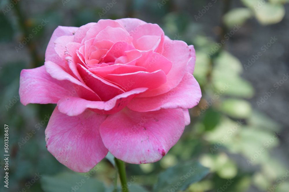 Close-up photo of pink rose 