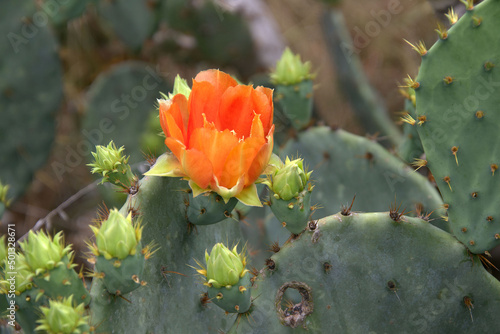 orange cactus blooms in central Texas.