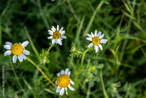 daisy in the grass © marguerite