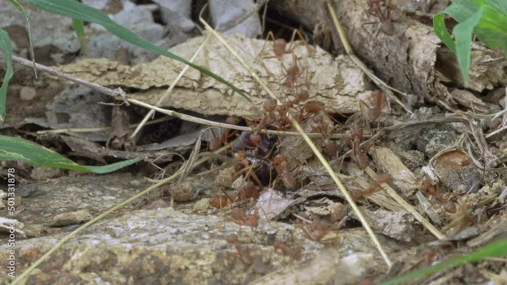 The Asian tailor ant (Oecophylla smaragdina) is a species of tailor ant adapted to living in trees. They are found in the tropics and subtropics: South India, Southeast Asia, Australia. The Asian tailor ant (Oecophylla smaragdina) is a species of tailor ant adapted to living in trees. They are found in the tropics and subtropics: South India, Southeast Asia, Australia.