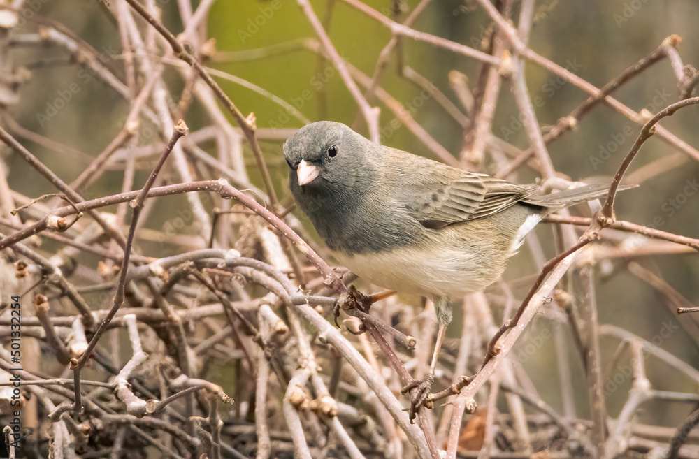 Small female dark eyed junco perched the grapevine in my backyard Small female dark eyed junco perched the grapevine in my backyard