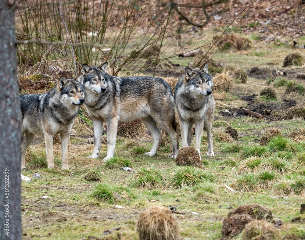 Fototapeta The wolf, Canis lupus, also known as the gray wolf or grey wolf