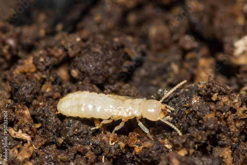 Eastern Subterranean Termite Nymph - Reticulitermes flavipes