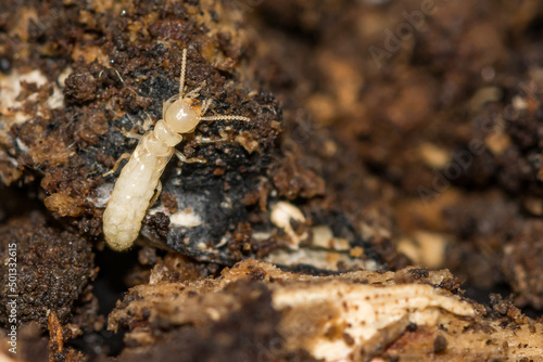 Eastern Subterranean Termite Nymph - Reticulitermes flavipes photo