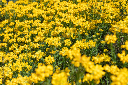 Bright yellow flowers of genista hispanica or the Spanish broom with blurred foreground