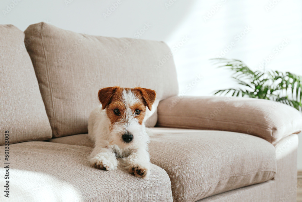 Wire Haired Jack Russell Terrier puppy on the beige textile couch looking at the camera. Small rough coated doggy with funny fur stains sitting on the sofa at home. Close up, copy space, background Wire Haired Jack Russell Terrier puppy on the beige textile couch looking at the camera. Small rough coated doggy with funny fur stains sitting on the sofa at home. Close up, copy space, background