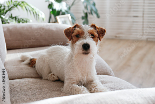 Wire Haired Jack Russell Terrier puppy on the beige textile couch looking at the camera. Small rough coated doggy with funny fur stains sitting on the sofa at home. Close up, copy space, background