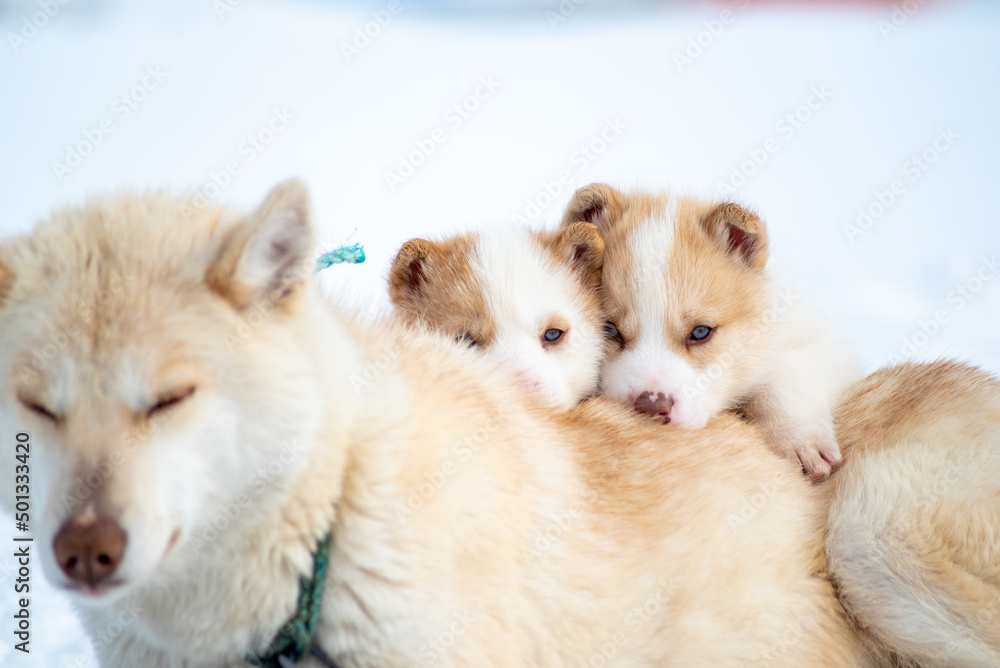 Greenland dog with puppies