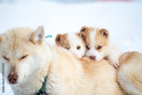 Greenland dog with puppies