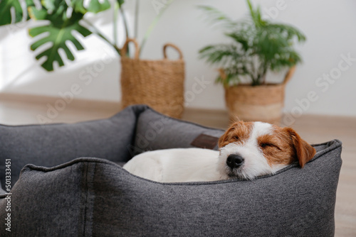 Photography Portrait of four months old wire haired Jack Russell Terrier puppy sleeping in the dog bed