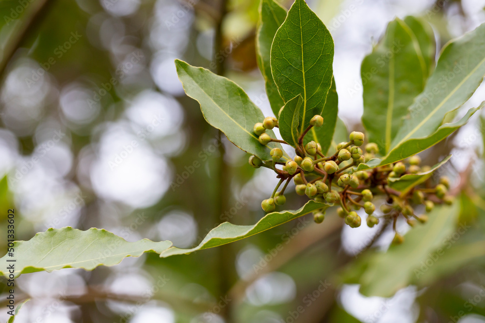Bay leaf Laurus nobilis and buds on an evergreen tree of the laurel family on a blurred background Bay leaf Laurus nobilis and buds on an evergreen tree of the laurel family on a blurred background