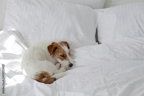 Cute wire haired Jack Russel terrier puppy with folded ears on a bed with white linens. Small rough coated doggy on white bedsheets. Close up, copy space, background. © Evrymmnt