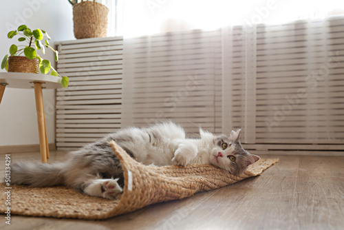 Portrait of a siberian cat with green eyes lying on the floor at home. Fluffy purebred straight-eared long hair kitty. Copy space, close up, background. Adorable domestic pet concept.