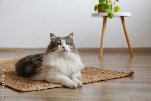 Portrait of a siberian cat with green eyes lying on the floor at home. Fluffy purebred straight-eared long hair kitty. Copy space, close up, background. Adorable domestic pet concept. photo