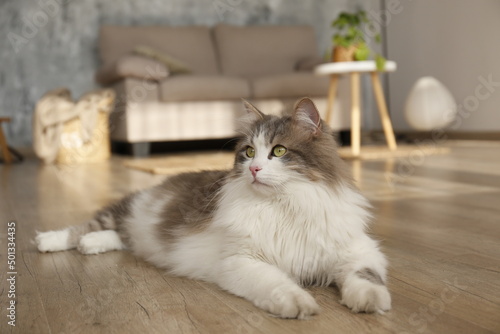 Portrait of a siberian cat with green eyes lying on the floor at home. Fluffy purebred straight-eared long hair kitty. Copy space, close up, background. Adorable domestic pet concept.