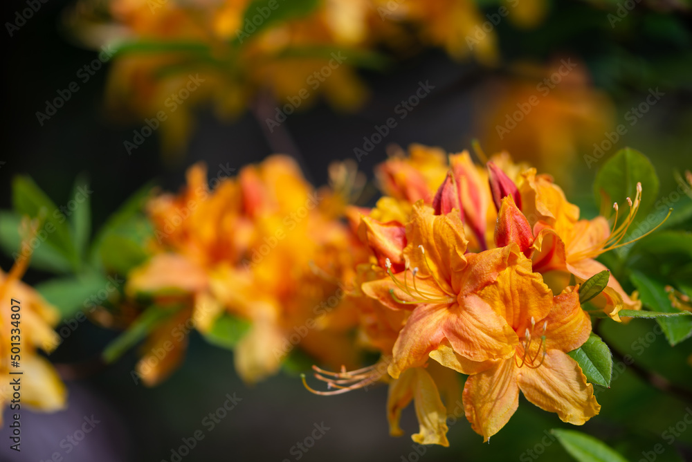 Krzew kwitnący na żółto czerwono, różanecznik żółty rhododendron luteum. Krzew kwitnący na żółto czerwono, różanecznik żółty rhododendron luteum.