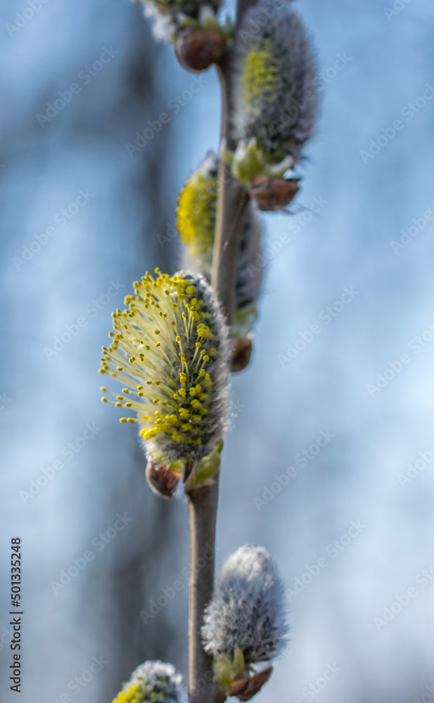 Flowering willow twigs on a bright sunny spring day. Flowering willow twigs on a bright sunny spring day.